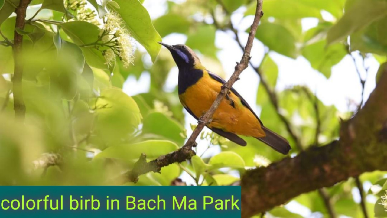 Bach Ma National Park Tour