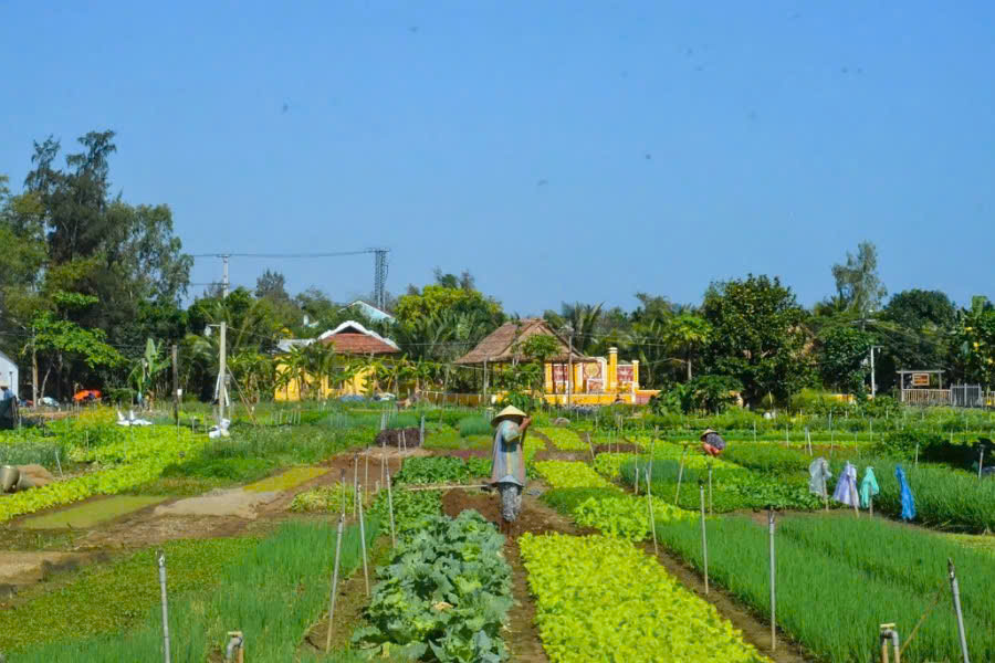 Tra Que Vegetables Village